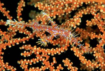 Ghost pipe fish , Indonesia. by Greg Grant 